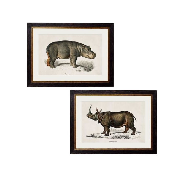 C.1846 Rhino & Hippo Vintage Prints Framed 