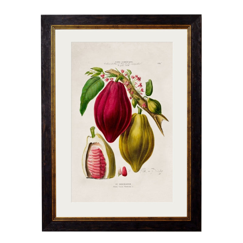 C.1843 Chocolate Plant Framed Vintage Print