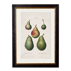 C. 1819 Study of British Fruits Framed Vintage Prints