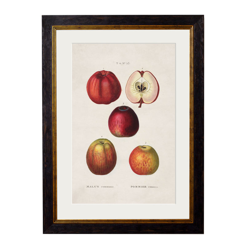 C. 1819 Study of British Fruits Framed Vintage Prints