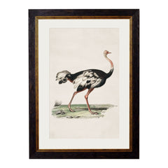 C.1846 Ostrich Round Frame Vintage Prints