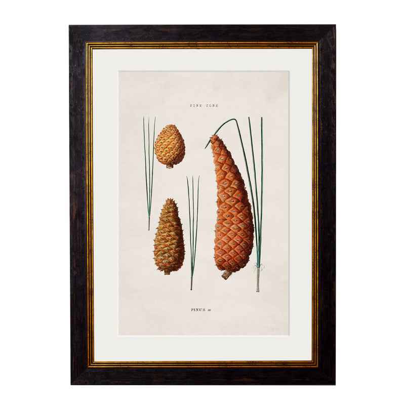 C. 1819 Study of British Leaves and Pinecones Vintage Framed Prints