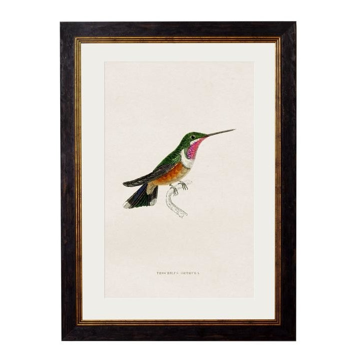 C.1833 Hummingbirds Vintage Framed Prints
