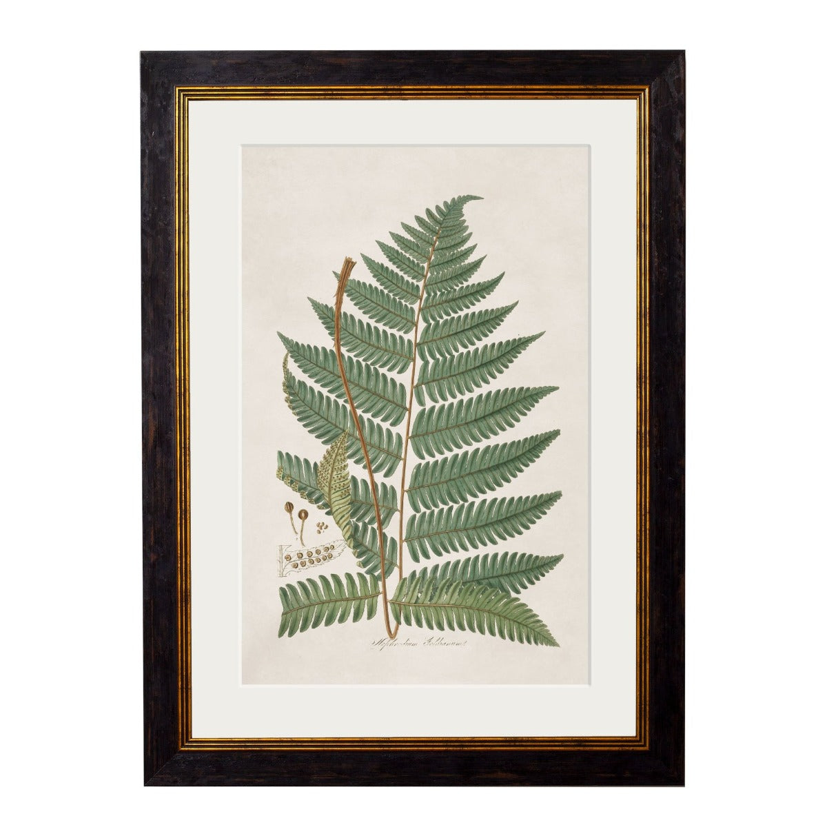 C.1831 Collection of Fern Vintage Framed Prints