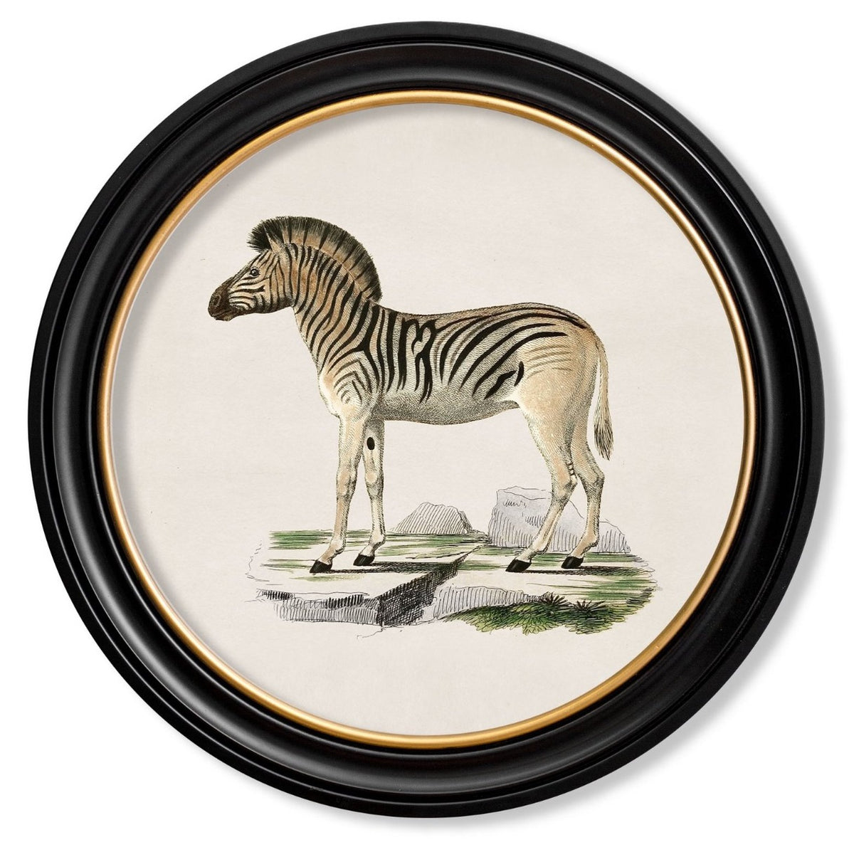 C.1836 Vintage Zebra Print with Round Frame