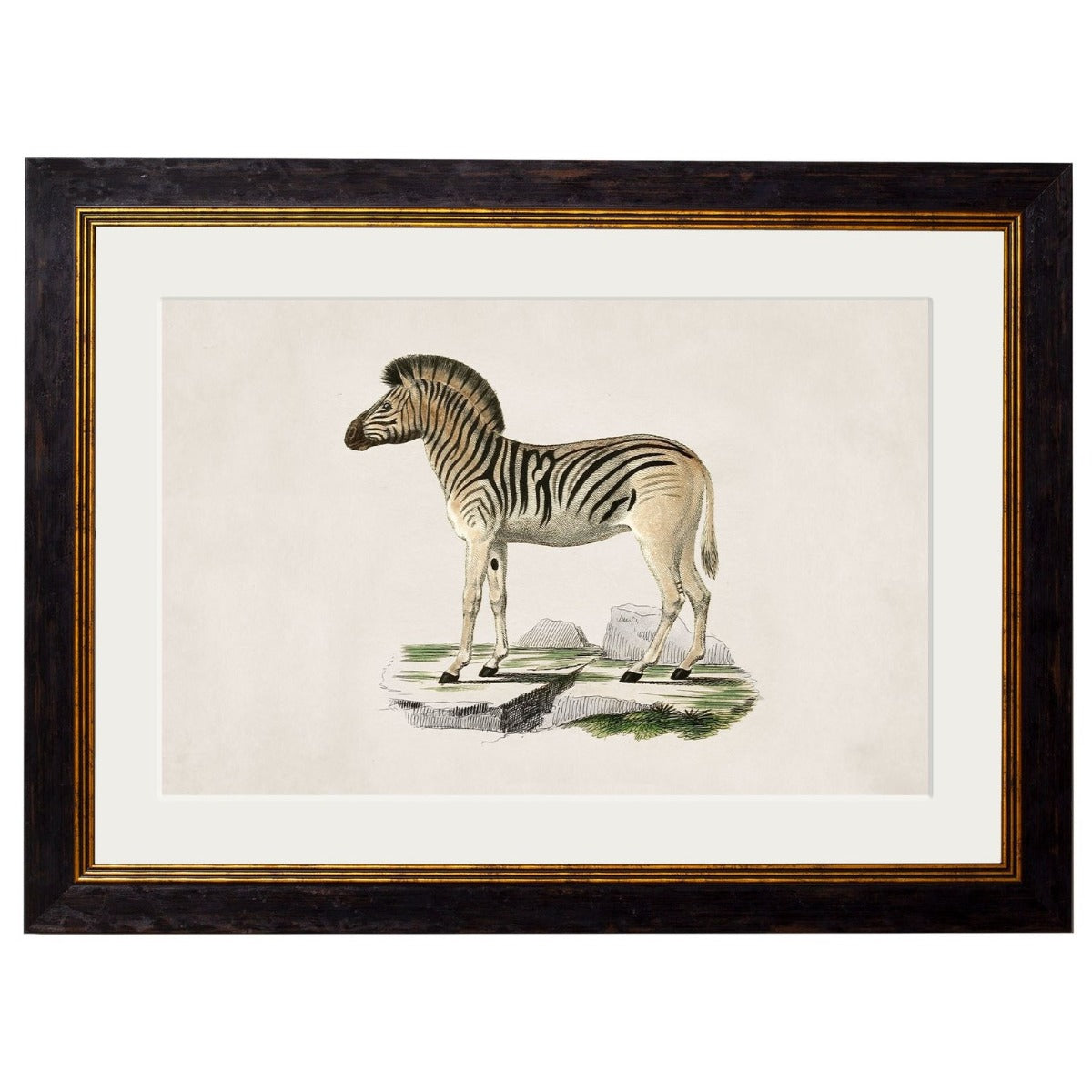 1836 Vintage Zebra Framed Print