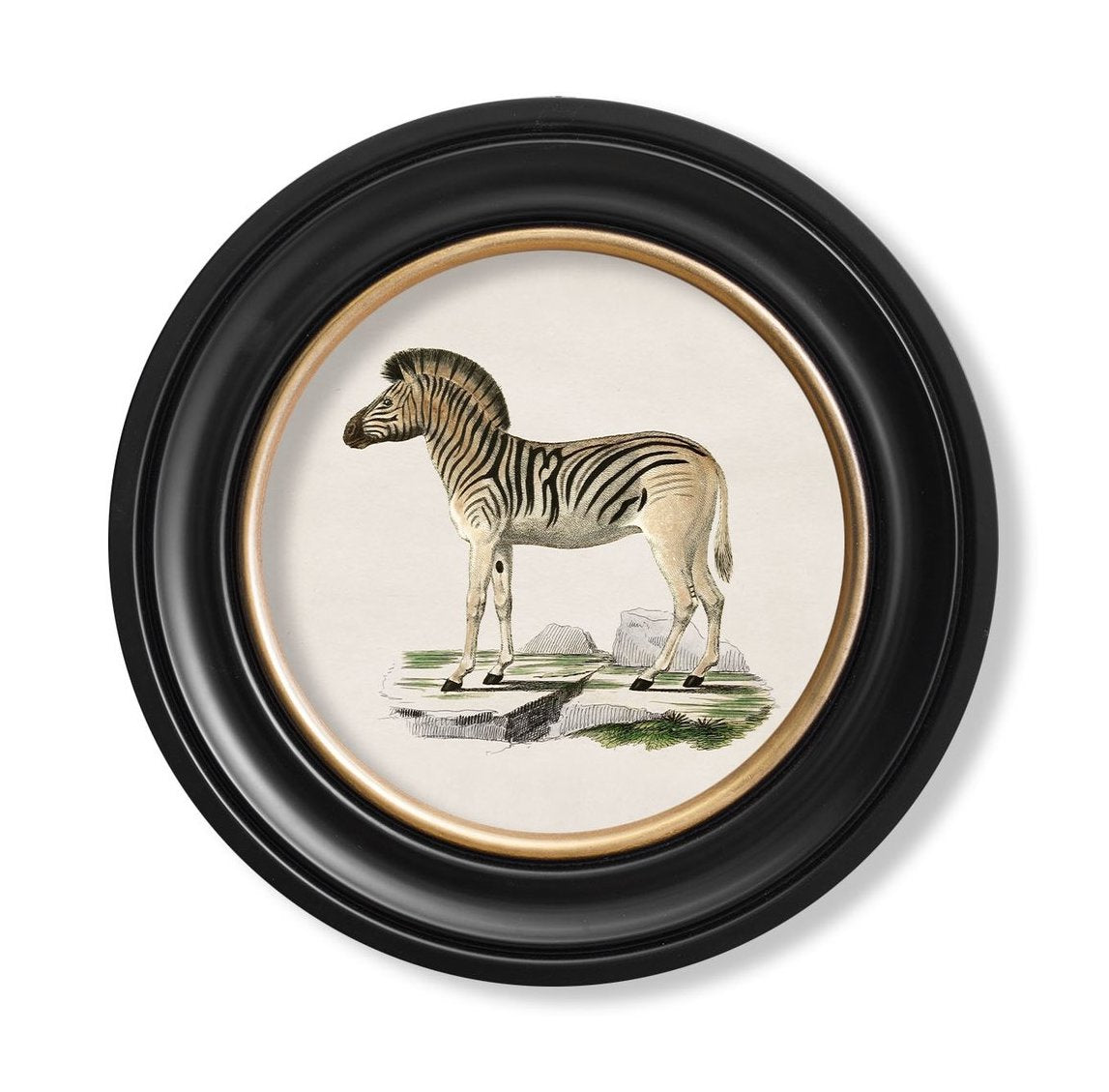 C.1836 Zebra Vintage Print with Round Frame